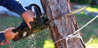 Best Tree Trimming and Pruning  in Susquehanna Trails, PA