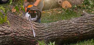 Susquehanna Trails, PA Tree Services Company