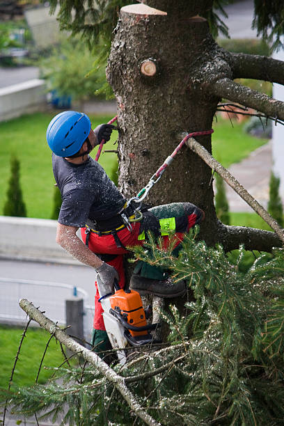 Why Choose Our Tree Removal Services in Susquehanna Trails, PA?